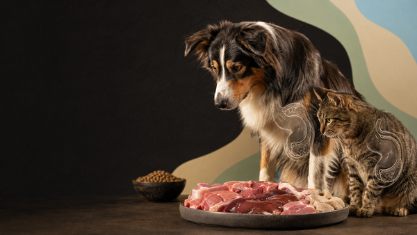 Anatomía de perros y gatos: por qué están hechos para comer alimentos naturales y no pienso