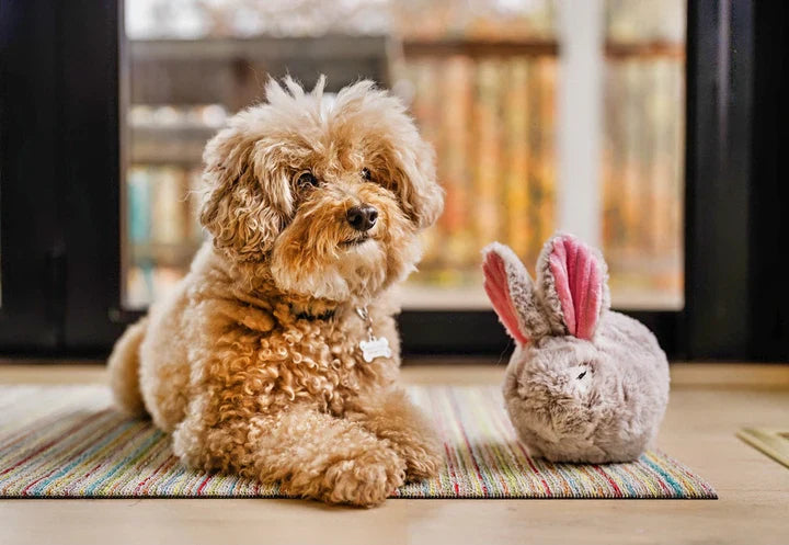 Peluche Baxter el conejito, perros y gatos