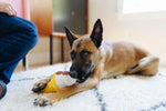 Peluche helado , perros y gatos