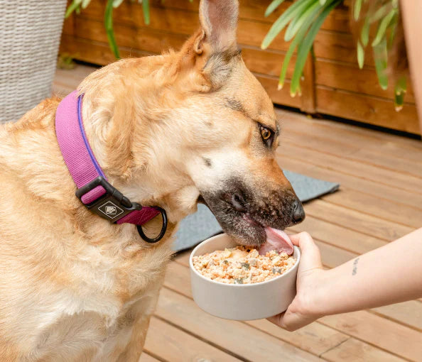 Food For Joe Bigfish - menú de pescado para perros 400 g