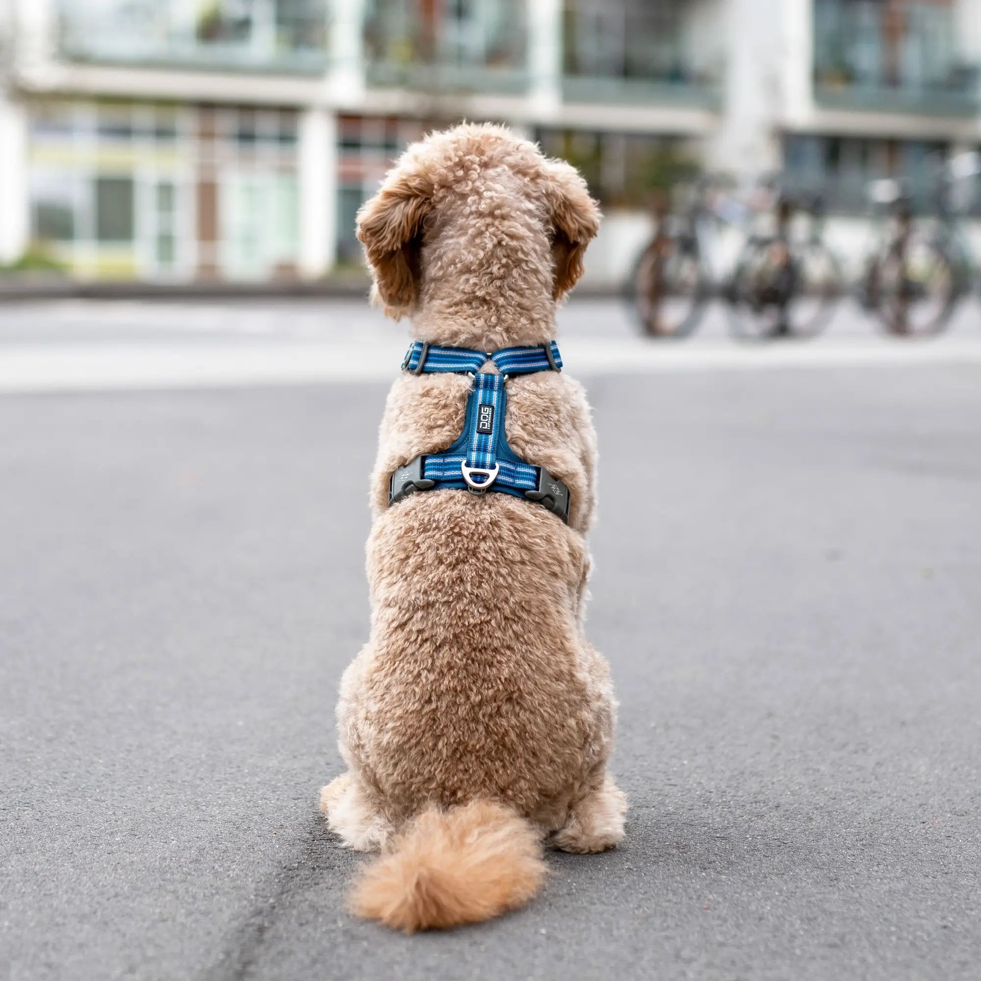 Arnés DOG Copenhagen Comfort Walk Air™ - V3