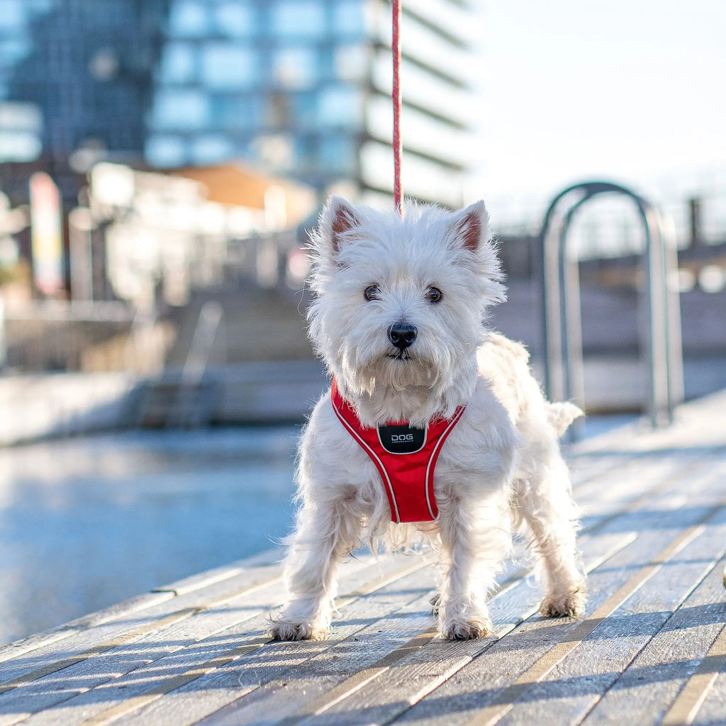 Arnés DOG Copenhagen Comfort Walk Go™