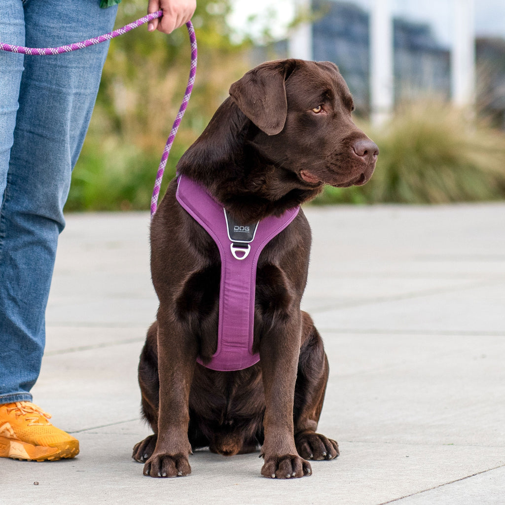 Arnés DOG Copenhagen Comfort Walk Pro™ - V3