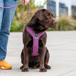 Arnés DOG Copenhagen Comfort Walk Pro™ - V3