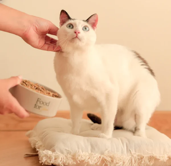 Porkitup - menú de cerdo para gatos 200g - Imagen 4