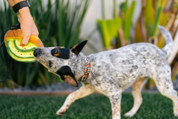 Peluche BRUNCH AGUACATE ¡¡¡¡ , perros y gatos - Imagen 3