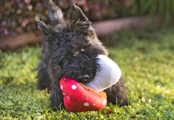 Peluche perri-seta , perros y gatos - Imagen 2
